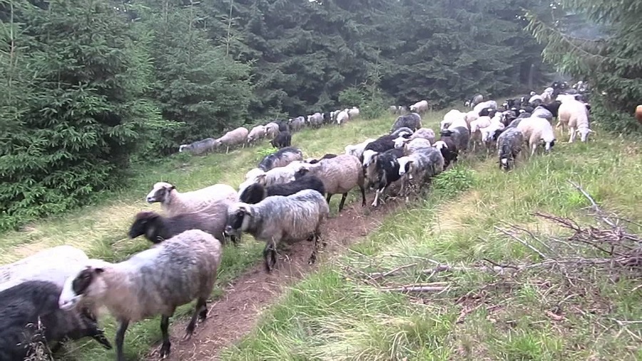 вівці ідуть 2